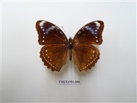 藏品(幻蛺蝶)的圖片